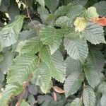 Carpinus orientalis Blad