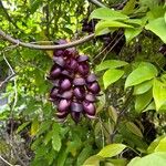 Mucuna sempervirens Цвят