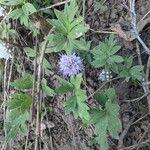 Hydrophyllum capitatum Kukka