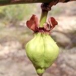 Garcinia pervillei Fruto