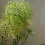 Cyperus papyrus Folha