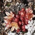 Sedum atratum Hábito