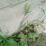 Polypogon viridis Sonstige