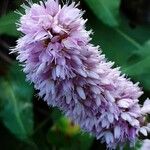 Bistorta officinalis Flower