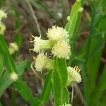 Baccharis trimera Цветок