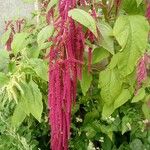 Amaranthus caudatus Blüte