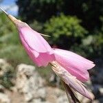 Dierama pulcherrimum Λουλούδι