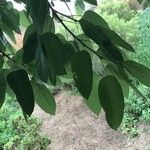 Ficus ingens Fulla