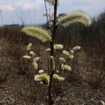 Salix capreaÕis