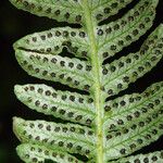 Thelypteris bergiana Leaf