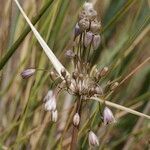 Allium savii Fruto