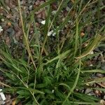 Solidago ptarmicoides Corteza
