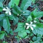 Rubus ursinus 花