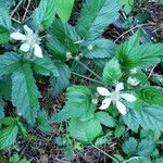 Rubus ursinus Flower