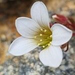 Saxifraga cervicornis Fleur
