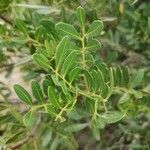 Pistacia lentiscus Φύλλο