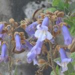 Paulownia tomentosaFlor