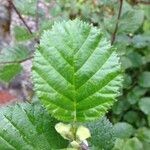 Alnus alnobetula Liść