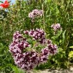 Origanum vulgareBlüte