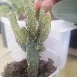 Opuntia monacantha 葉