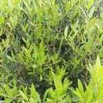 Phillyrea angustifolia Lapas