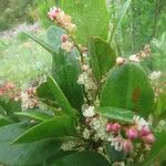 Muehlenbeckia hastulata Otro