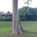 Eucalyptus deglupta Φλοιός