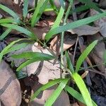 Asparagus falcatus Лист