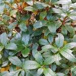 Rhododendron sanguineum Leaf