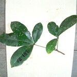Pachira dolichocalyx Leaf