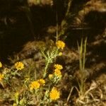 Chrysopsis mariana Flower