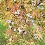 Taxodium distichum Feuille