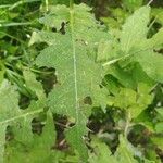 Cirsium alsophilum Leaf