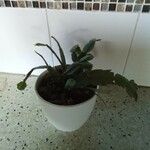 Schlumbergera truncata葉