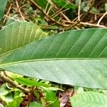 Tabernaemontana crassa Leaf