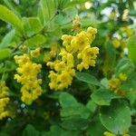 Berberis vulgarisফুল