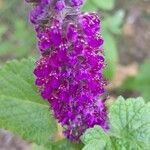 Teucrium hircanicum Flower