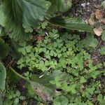 Oxalis articulata Blüte