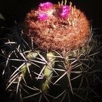 Melocactus intortus Flower
