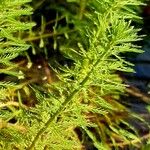 Myriophyllum aquaticum Liść