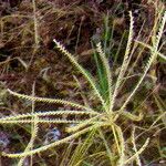 Chloris verticillata Bloem