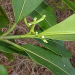 Clusia valerii Habit