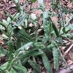 Cynoglossum creticum List