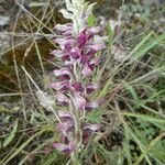 Anacamptis coriophora Corteza