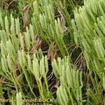 Lycopodium × zeilleri Elinympäristö