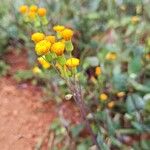 Emilia coccinea Flower