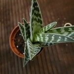 Aloe variegata Φύλλο