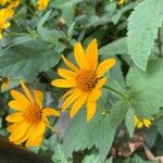 Heliopsis helianthoidesFlower