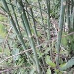 Asparagus officinalis Casca