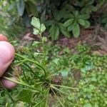 Cardamine oligosperma Foglia